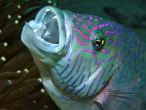cf. Lutjanus sp. by Alex Varani 